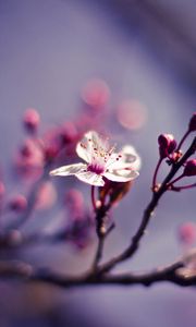 Preview wallpaper branch, macro, cherries, nature, flower