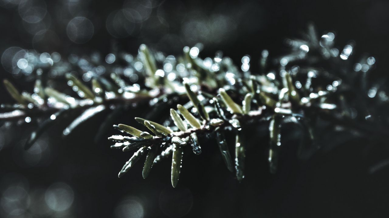 Wallpaper branch, macro, plant, blur