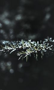 Preview wallpaper branch, macro, plant, blur