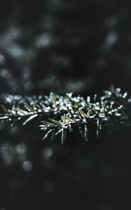 Preview wallpaper branch, macro, plant, blur