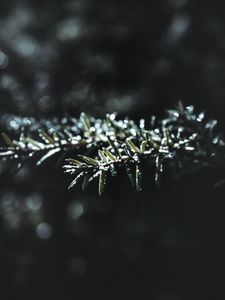 Preview wallpaper branch, macro, plant, blur