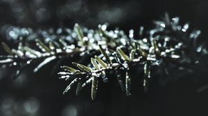 Preview wallpaper branch, macro, plant, blur