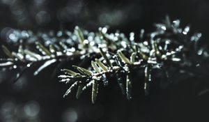 Preview wallpaper branch, macro, plant, blur