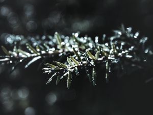 Preview wallpaper branch, macro, plant, blur