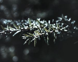 Preview wallpaper branch, macro, plant, blur