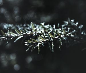 Preview wallpaper branch, macro, plant, blur
