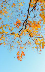 Preview wallpaper branch, maple, autumn, sky