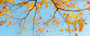 Preview wallpaper branch, maple, autumn, sky