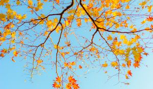 Preview wallpaper branch, maple, autumn, sky