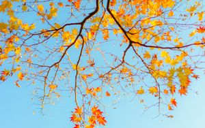 Preview wallpaper branch, maple, autumn, sky