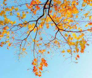Preview wallpaper branch, maple, autumn, sky