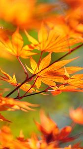 Preview wallpaper branch, maple, leaves, autumn