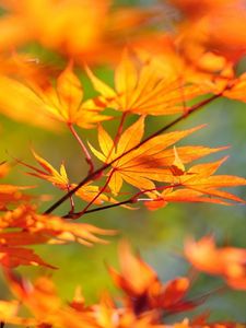 Preview wallpaper branch, maple, leaves, autumn