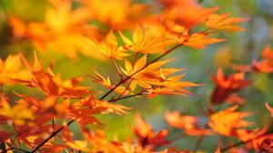 Preview wallpaper branch, maple, leaves, autumn
