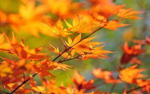 Preview wallpaper branch, maple, leaves, autumn