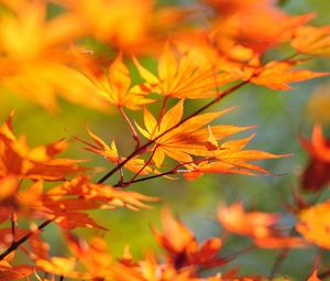 Preview wallpaper branch, maple, leaves, autumn