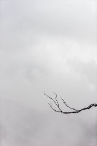 Preview wallpaper branch, minimalism, bw, sky