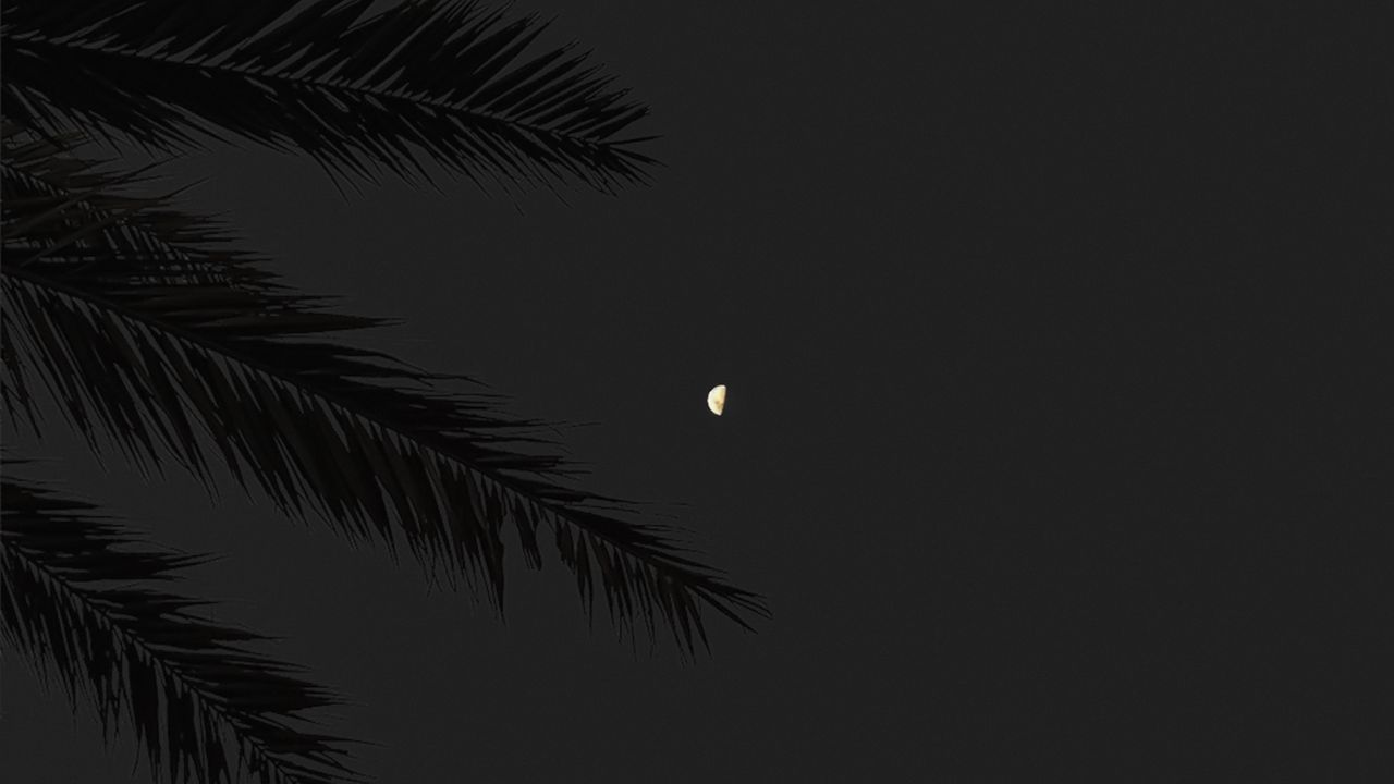 Wallpaper branch, moon, full moon, night, sky