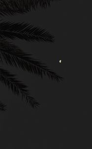 Preview wallpaper branch, moon, full moon, night, sky