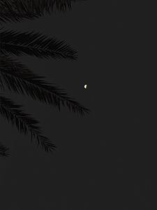 Preview wallpaper branch, moon, full moon, night, sky