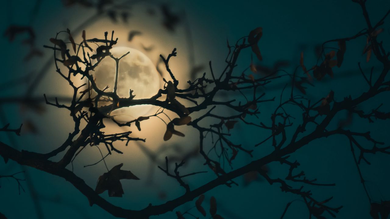 Wallpaper branch, moon, light, night