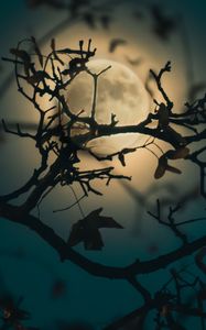 Preview wallpaper branch, moon, light, night