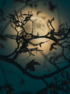 Preview wallpaper branch, moon, light, night