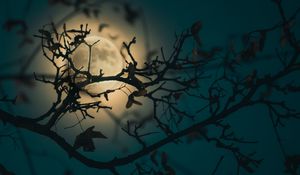 Preview wallpaper branch, moon, light, night