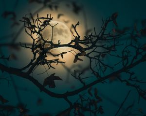 Preview wallpaper branch, moon, light, night