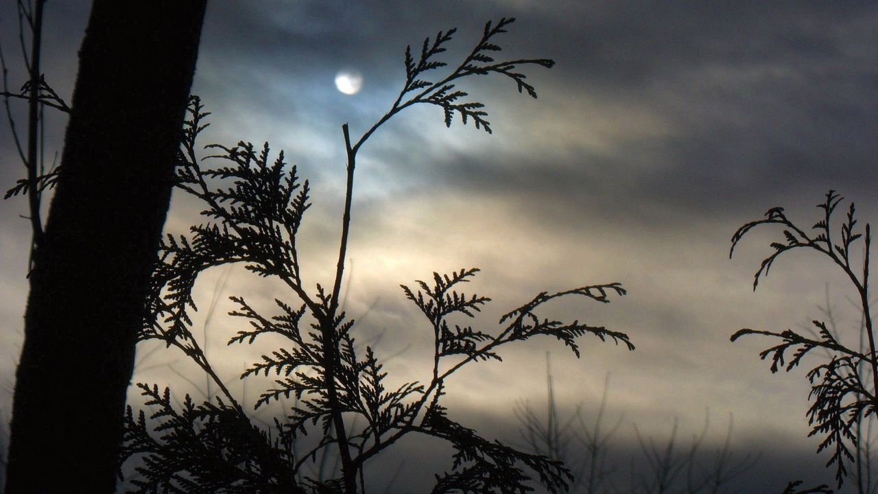 Wallpaper branch, moon, night, tree, outlines, clouds