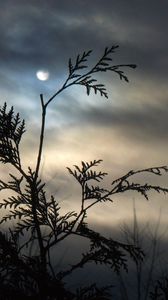 Preview wallpaper branch, moon, night, tree, outlines, clouds