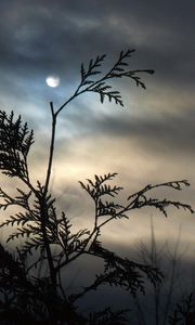 Preview wallpaper branch, moon, night, tree, outlines, clouds