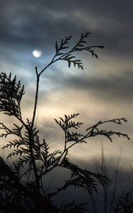 Preview wallpaper branch, moon, night, tree, outlines, clouds