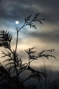 Preview wallpaper branch, moon, night, tree, outlines, clouds