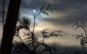 Preview wallpaper branch, moon, night, tree, outlines, clouds