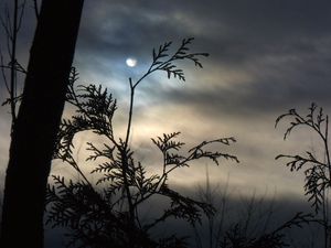 Preview wallpaper branch, moon, night, tree, outlines, clouds