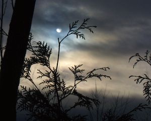 Preview wallpaper branch, moon, night, tree, outlines, clouds