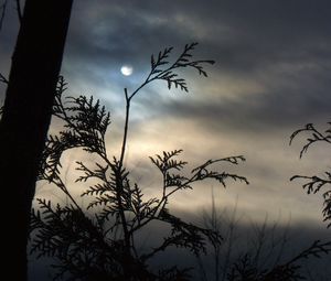 Preview wallpaper branch, moon, night, tree, outlines, clouds