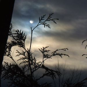 Preview wallpaper branch, moon, night, tree, outlines, clouds