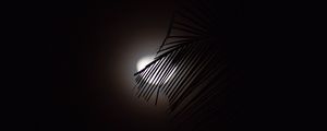 Preview wallpaper branch, moon, silhouette, dark