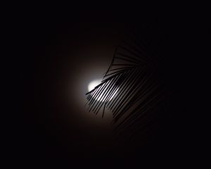 Preview wallpaper branch, moon, silhouette, dark