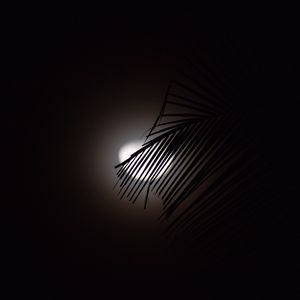 Preview wallpaper branch, moon, silhouette, dark
