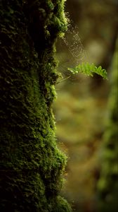 Preview wallpaper branch, moss, cobweb, macro, green