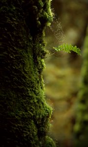 Preview wallpaper branch, moss, cobweb, macro, green