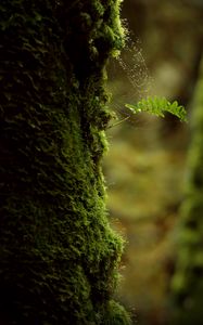 Preview wallpaper branch, moss, cobweb, macro, green