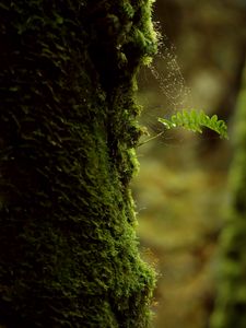 Preview wallpaper branch, moss, cobweb, macro, green