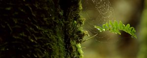 Preview wallpaper branch, moss, cobweb, macro, green