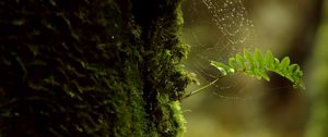 Preview wallpaper branch, moss, cobweb, macro, green