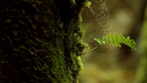 Preview wallpaper branch, moss, cobweb, macro, green