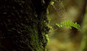 Preview wallpaper branch, moss, cobweb, macro, green